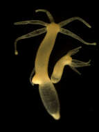 Image of Hydridae Dana 1846