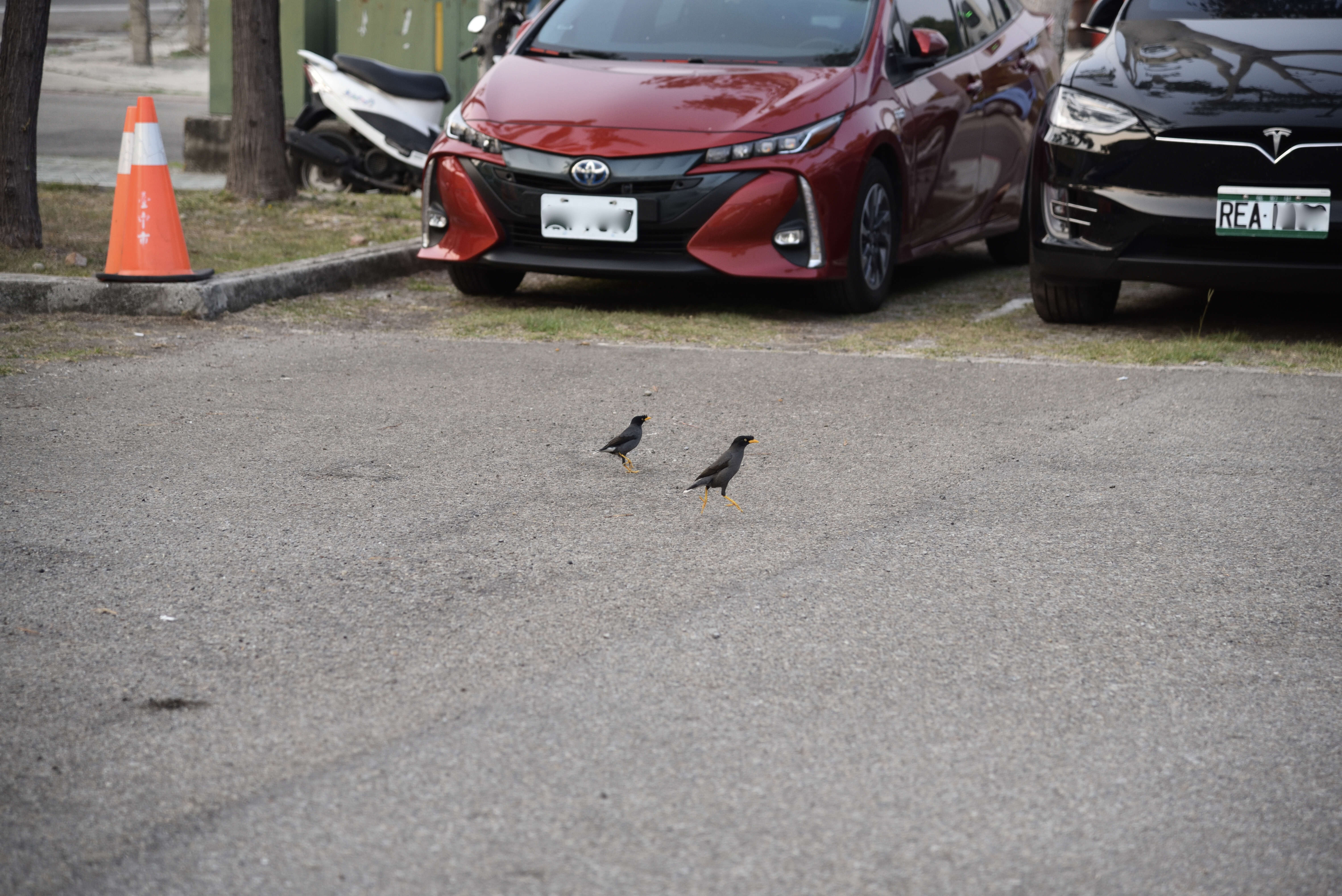 Image of Crested Myna