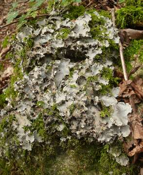 Image of felt lichen