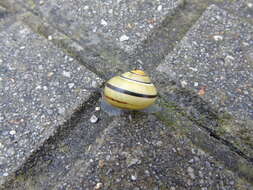 Image of Brown Lipped Snail