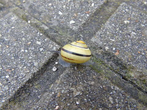 Image of Brown Lipped Snail