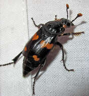 Image of Roundneck Sexton Beetle