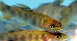 Image of Brown Trout