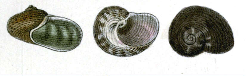 Image of Stomatolina mariei (Crosse 1871)
