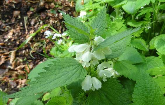 Image of white deadnettle