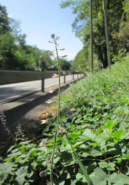 Image of broadleaf enchanter's nightshade