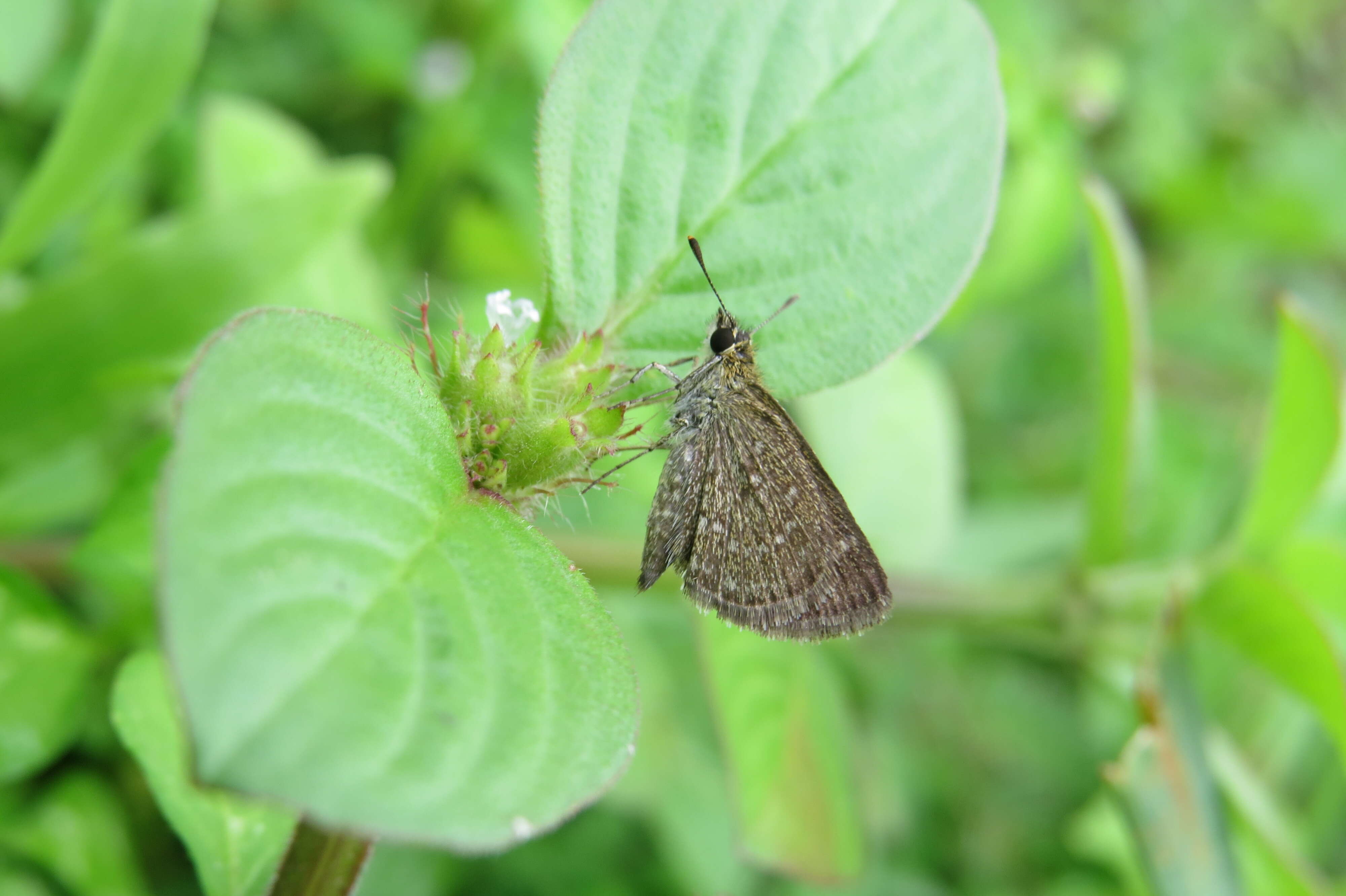 Aeromachus pygmaeus Fabricius 1775 resmi