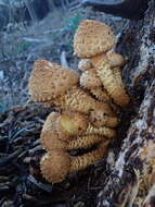 Pholiota squarrosa (Vahl) P. Kumm. 1871 resmi