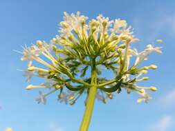 Image of Red Valerian