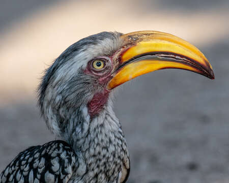 Image of Southern Yellow-billed Hornbill