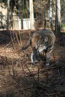 Image of Red wolf