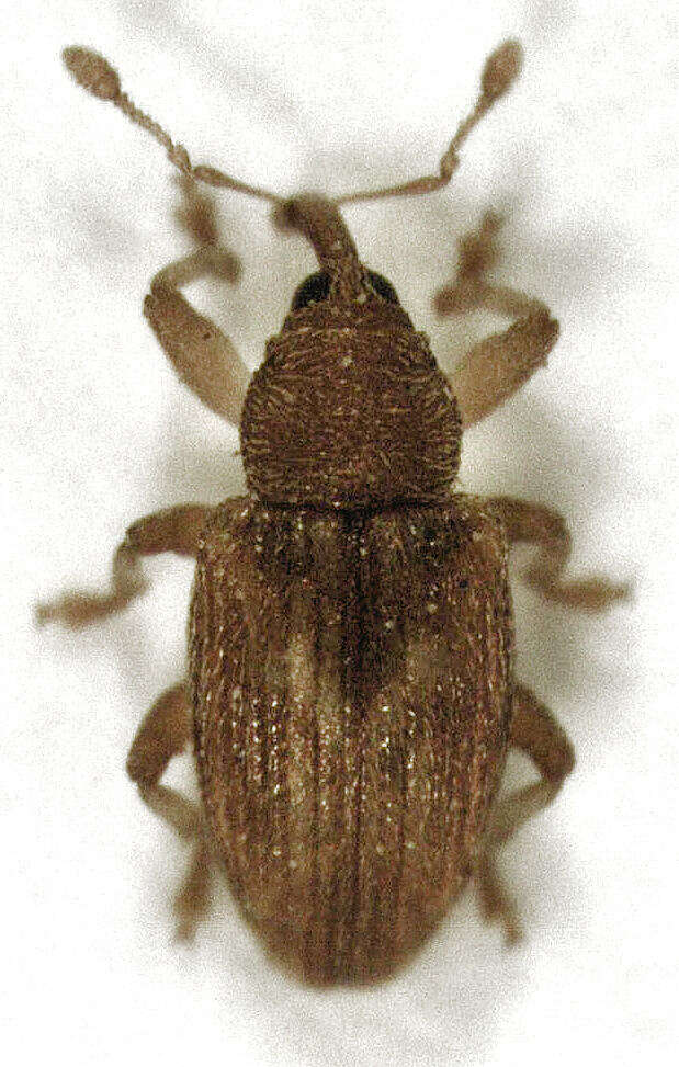 Image of Peristoreus fulvus