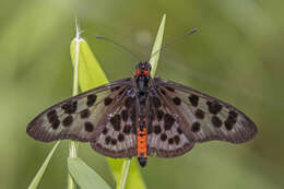 Image of Acraea niobe Sharpe 1893