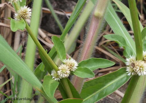 Image of sessile joyweed