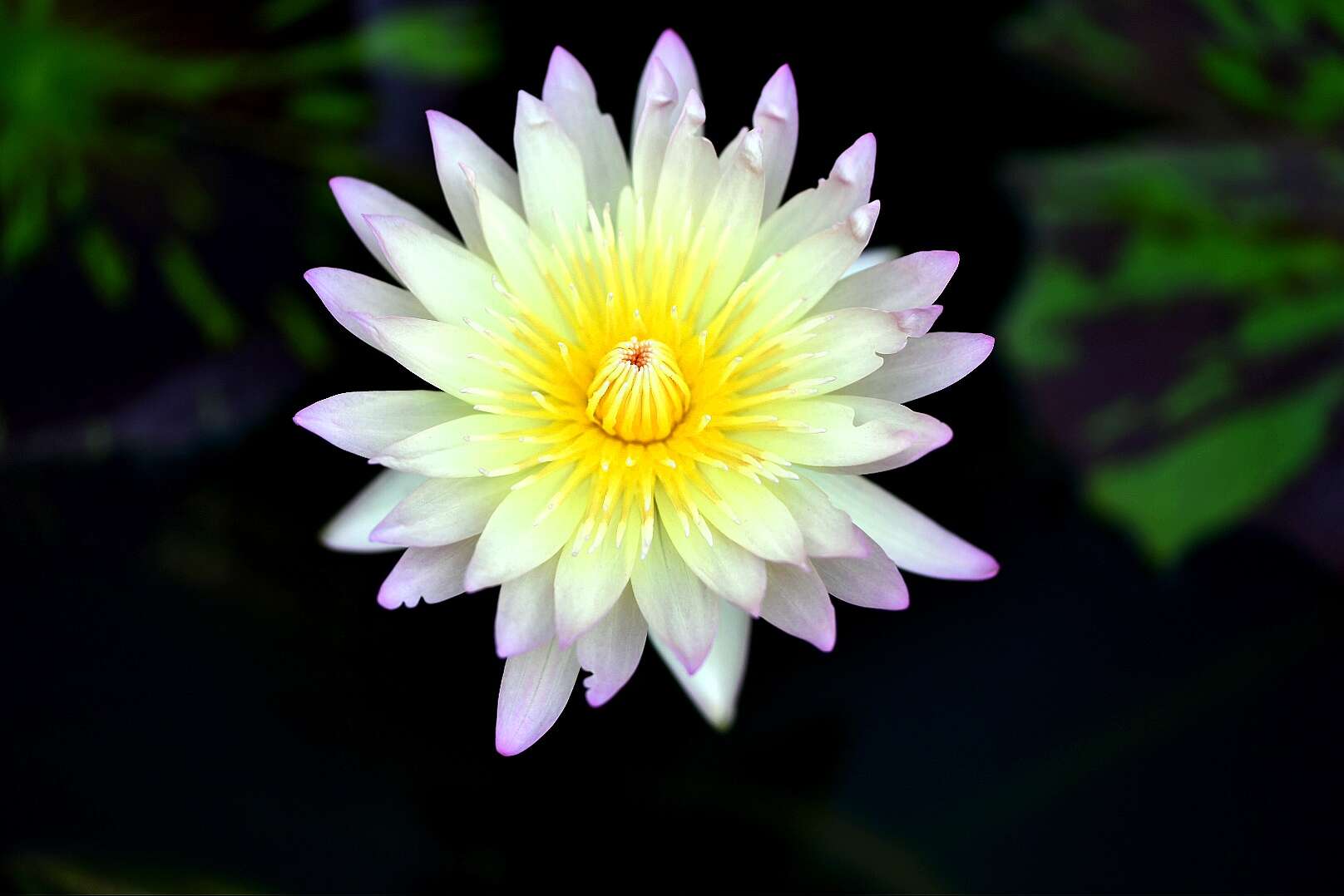 Image of waterlilies