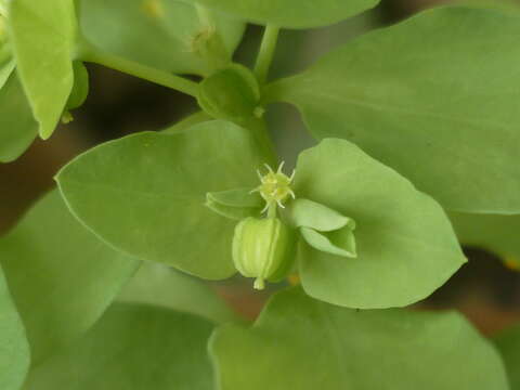 Слика од Euphorbia exigua L.