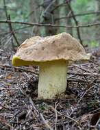 Image of butter bolete