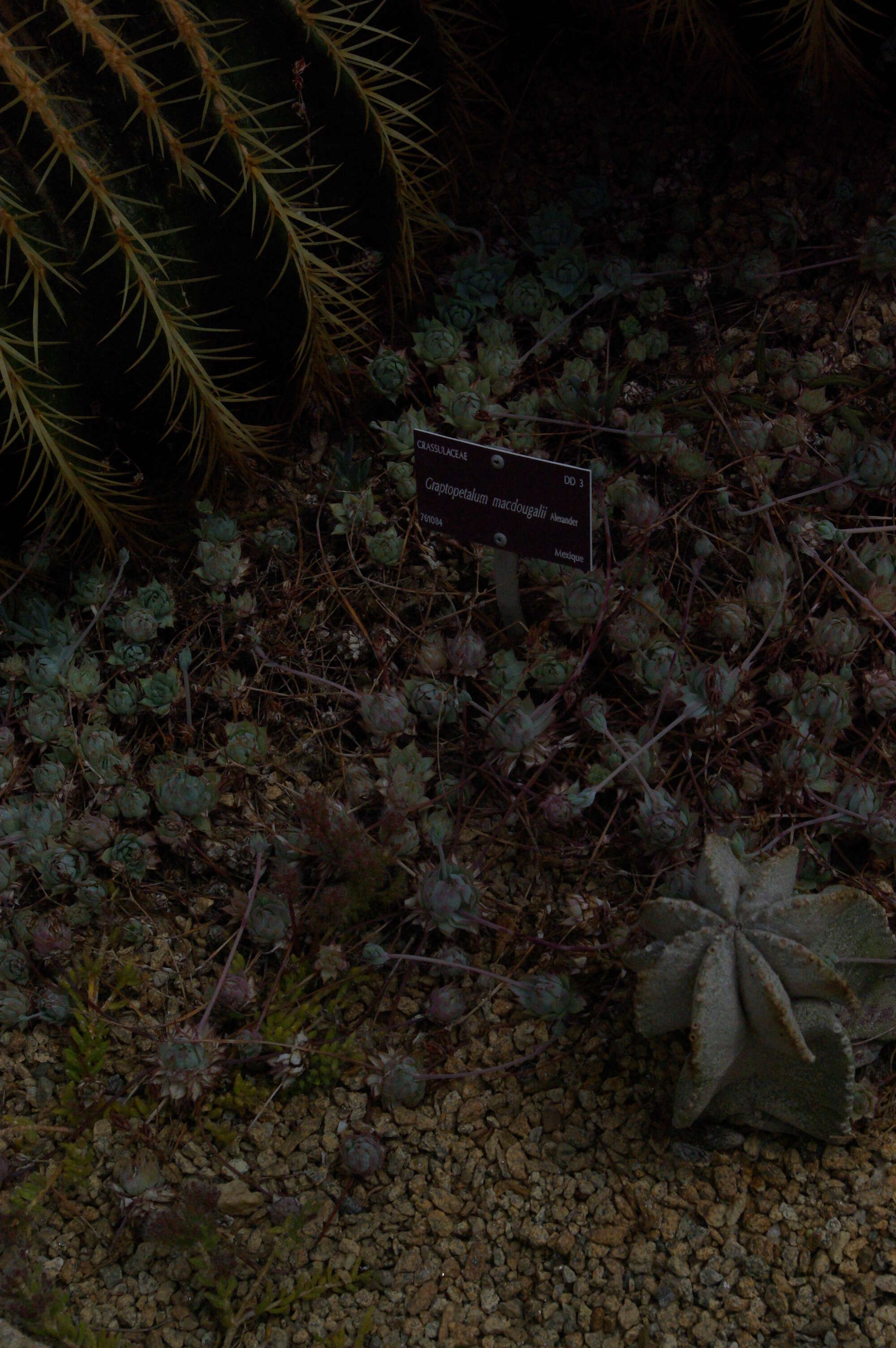 Image of Graptopetalum macdougallii Alexander