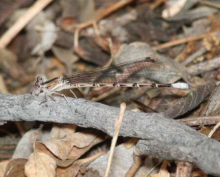 Imagem de Argia vivida Hagen ex Selys 1865