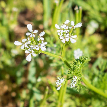 Image of shepherdsneedle