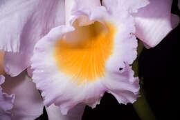 Image of Cattleya schroederae (Rchb. fil.) Sander