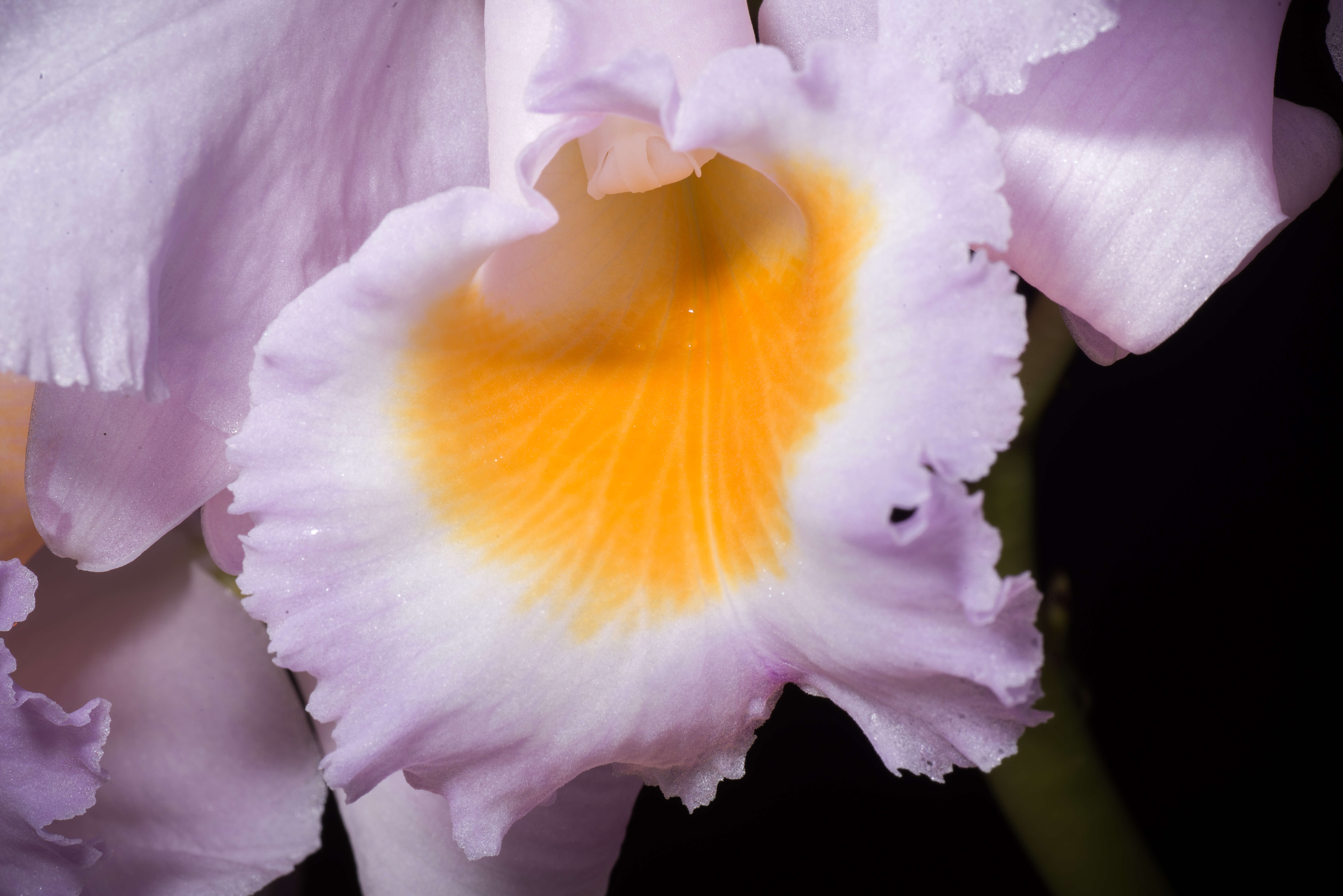 Image of Cattleya schroederae (Rchb. fil.) Sander