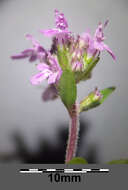 صورة Thymus praecox Opiz