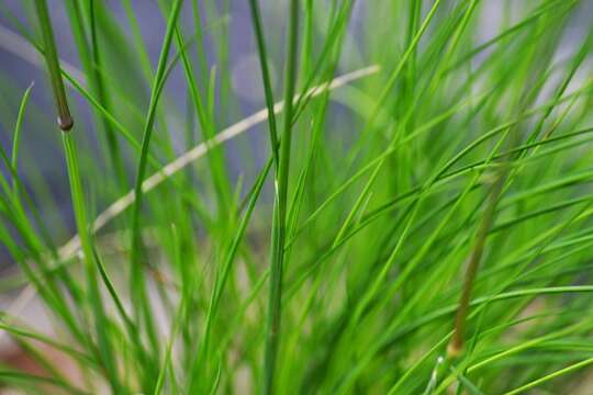 Image of Festuca amethystina L.