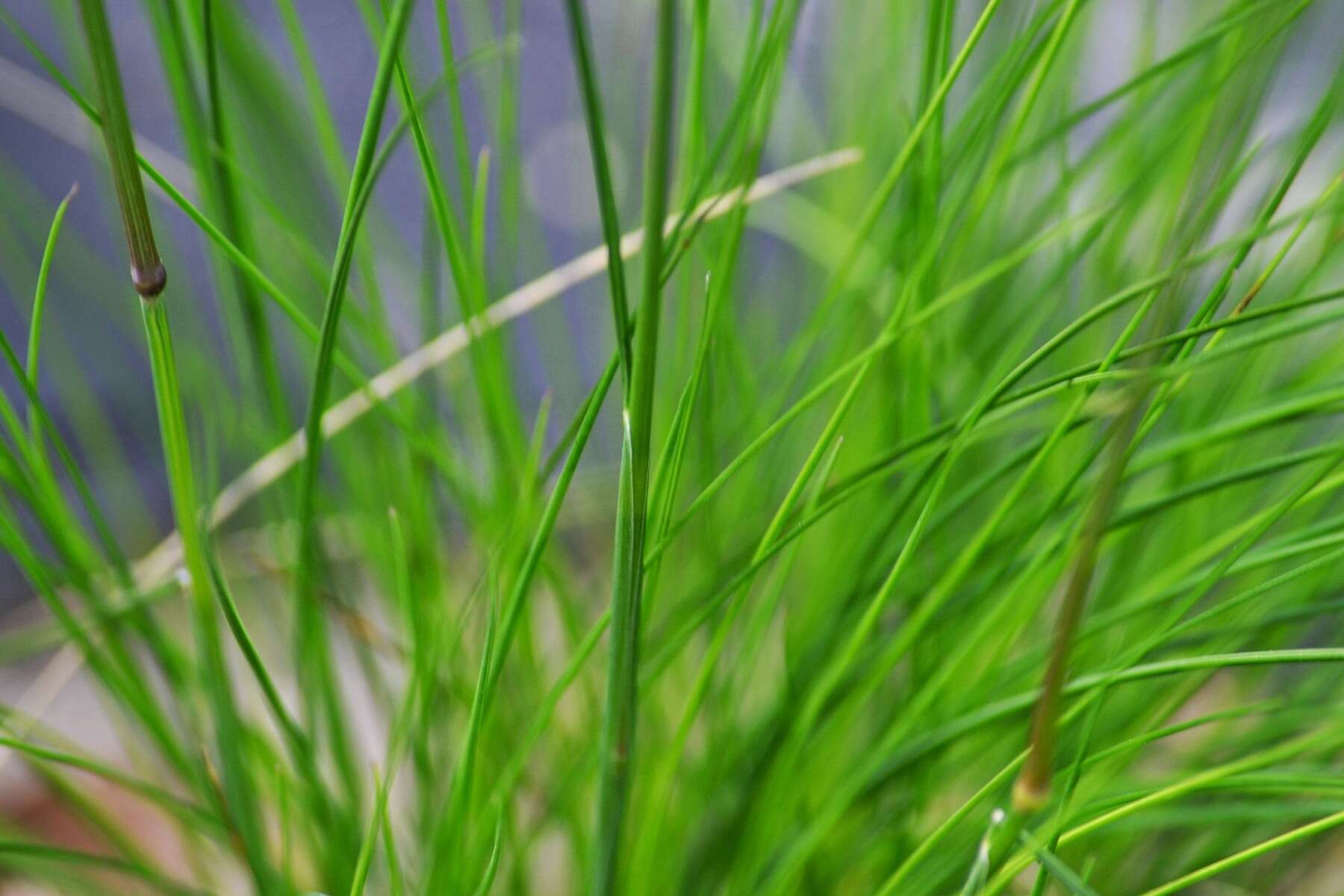 Image of Festuca amethystina L.