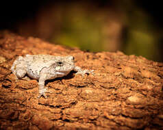 Image of Cope's Gray Treefrog