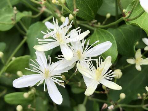 Imagem de Clematis terniflora DC.