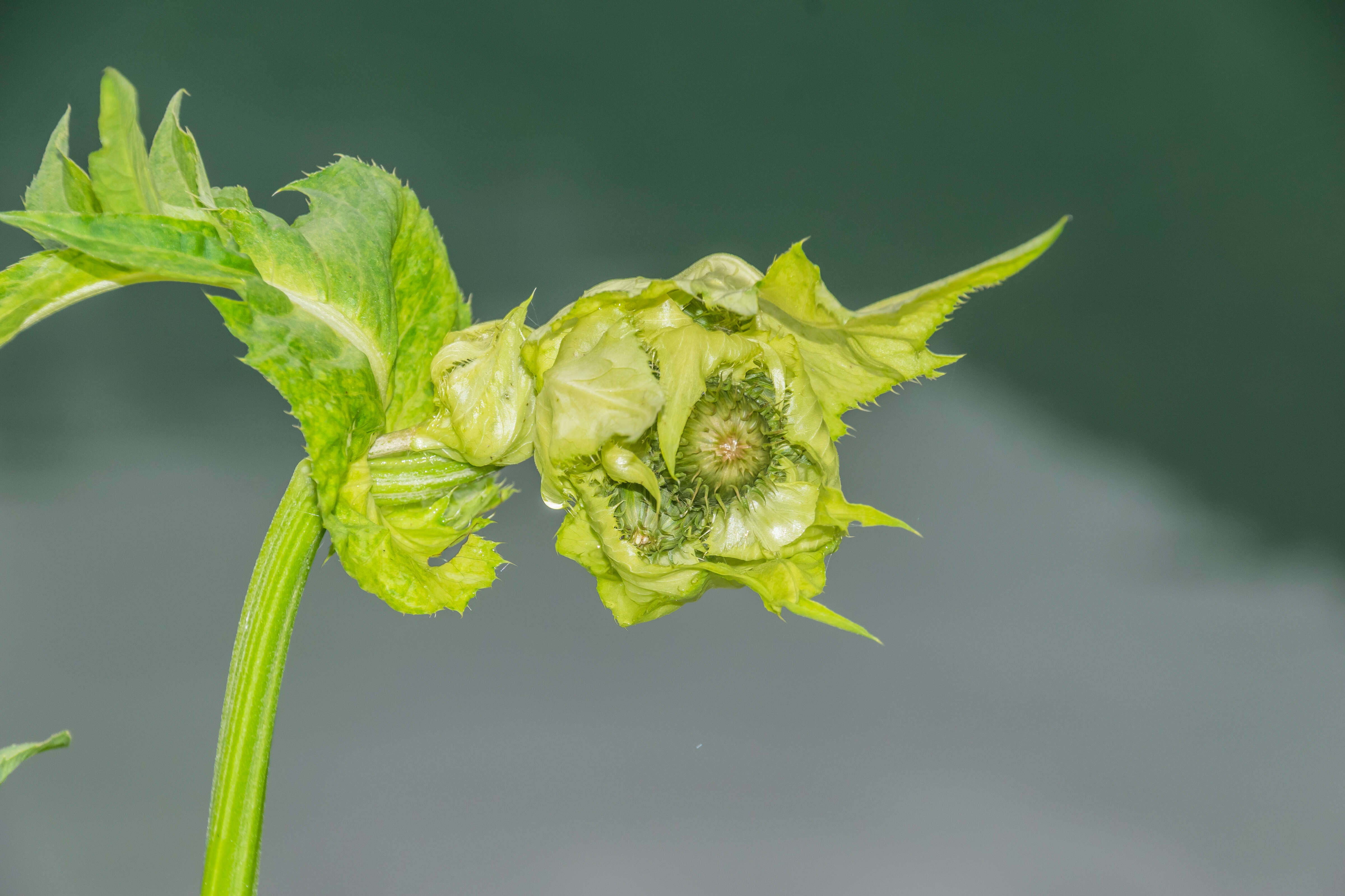 Image of Cabbage Thistle