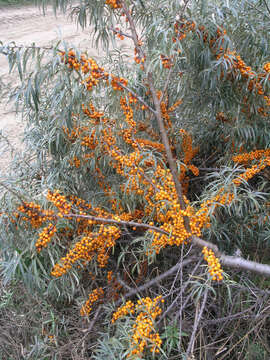 Image of Sea-buckthorn