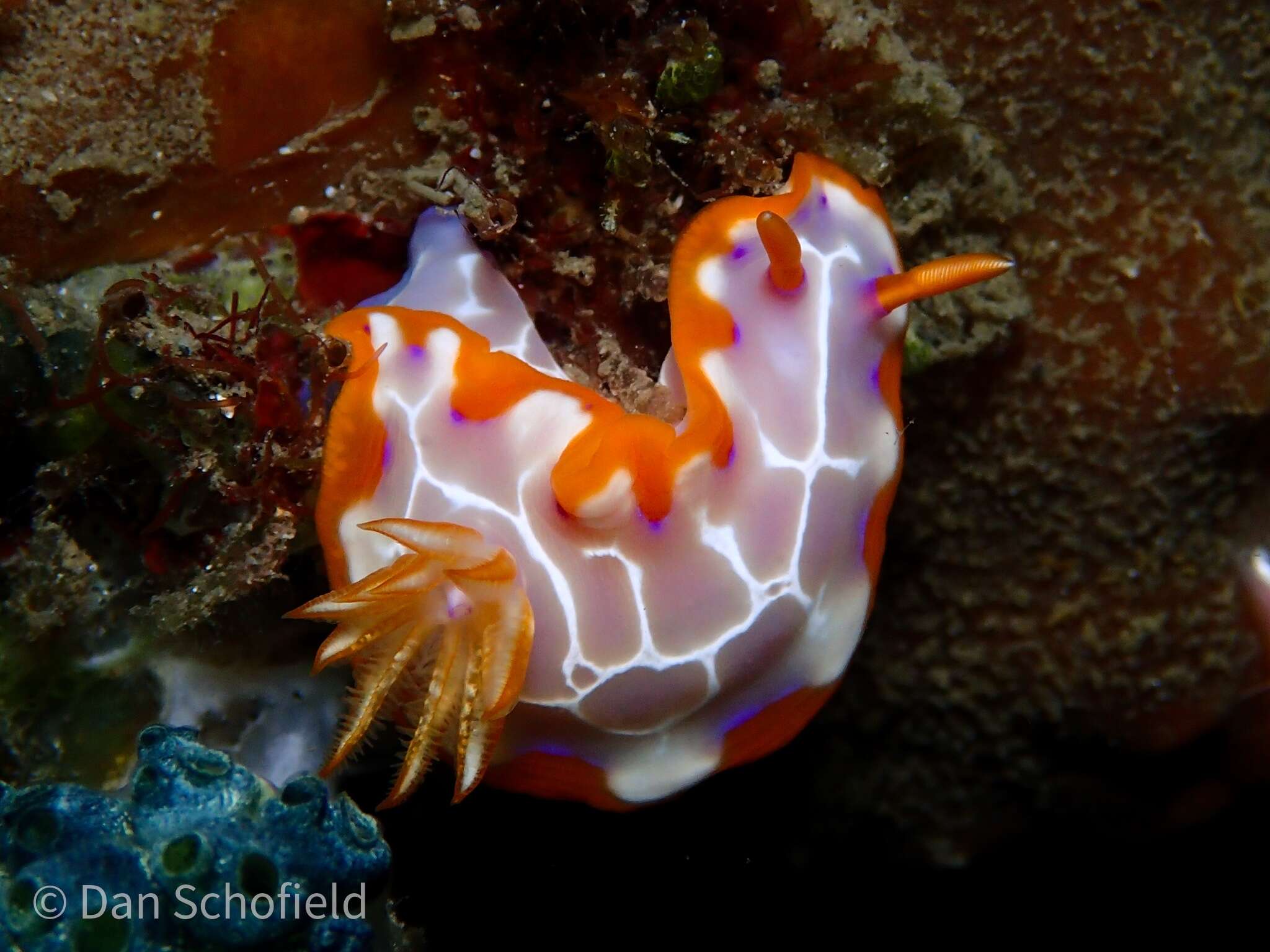 صورة Hypselodoris iacula Gosliner & R. F. Johnson 1999