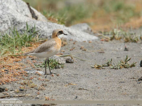 Image of Lesser Sand Plover