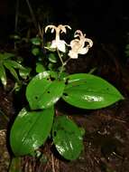 Image of Tricyrtis macropoda Miq.