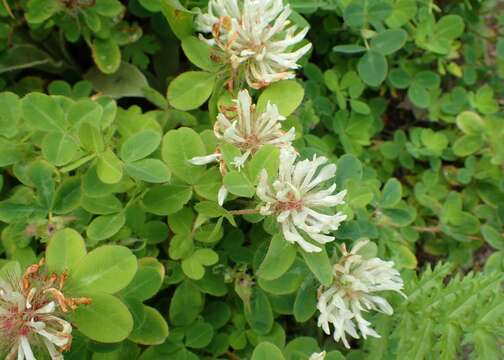 Image of Trifolium pignantii Fauche & Chaub.