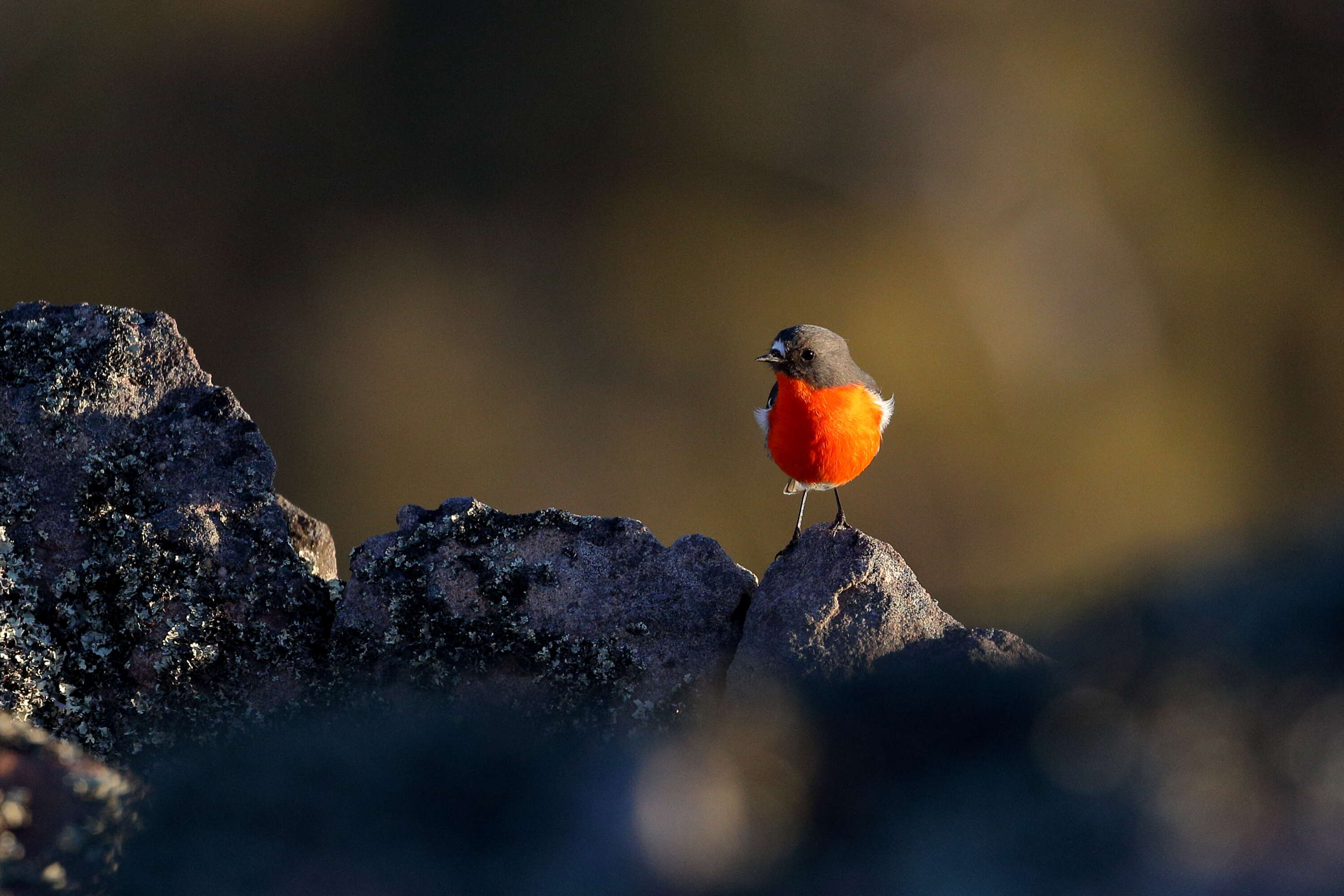 Слика од Petroica phoenicea Gould 1837