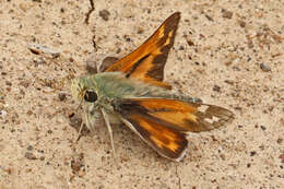 Image of Juba Skipper