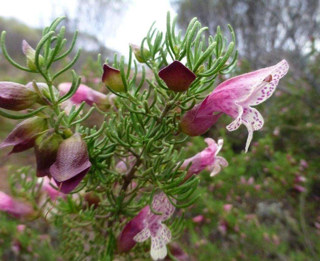 Image of Prostanthera florifera B. J. Conn