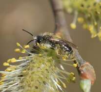 Image of Andrena praecox (Scopoli 1763)