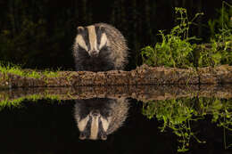 Image of badger