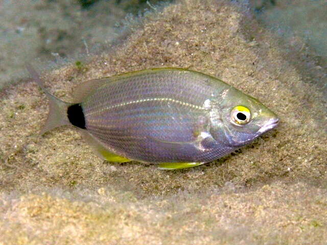 Image of Annular Seabream