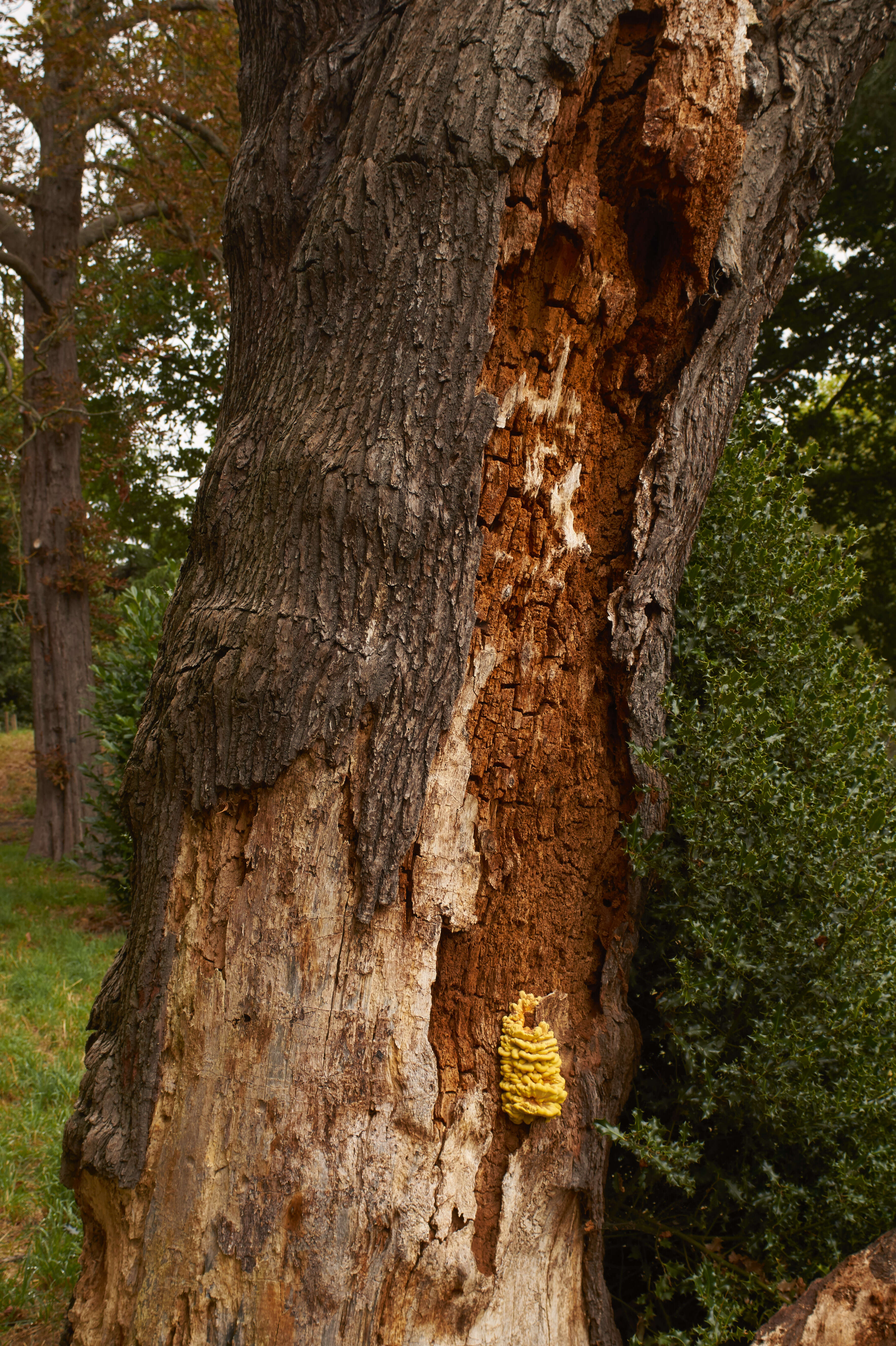 Image of Bracket Fungus