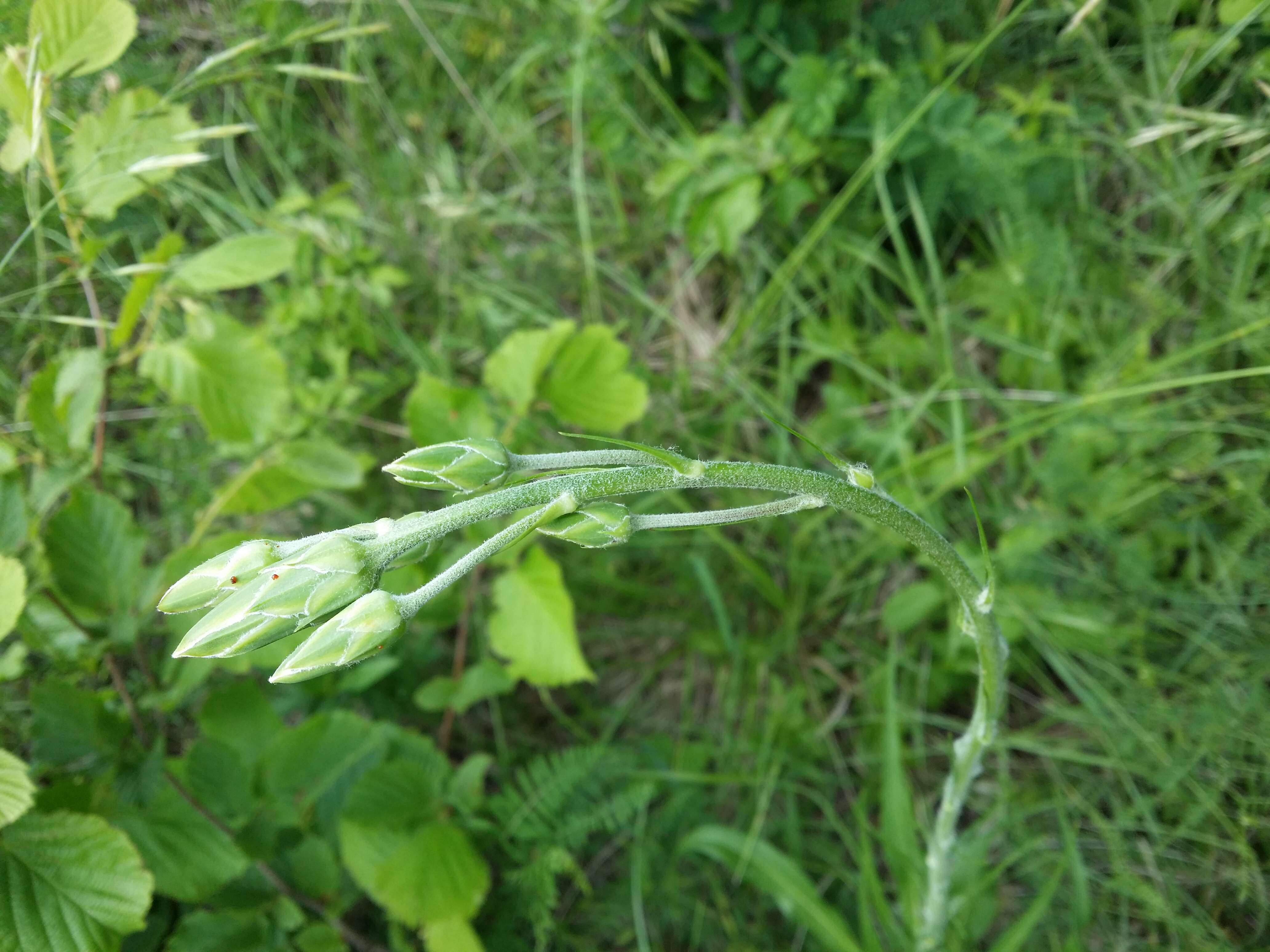 Image of black salsify