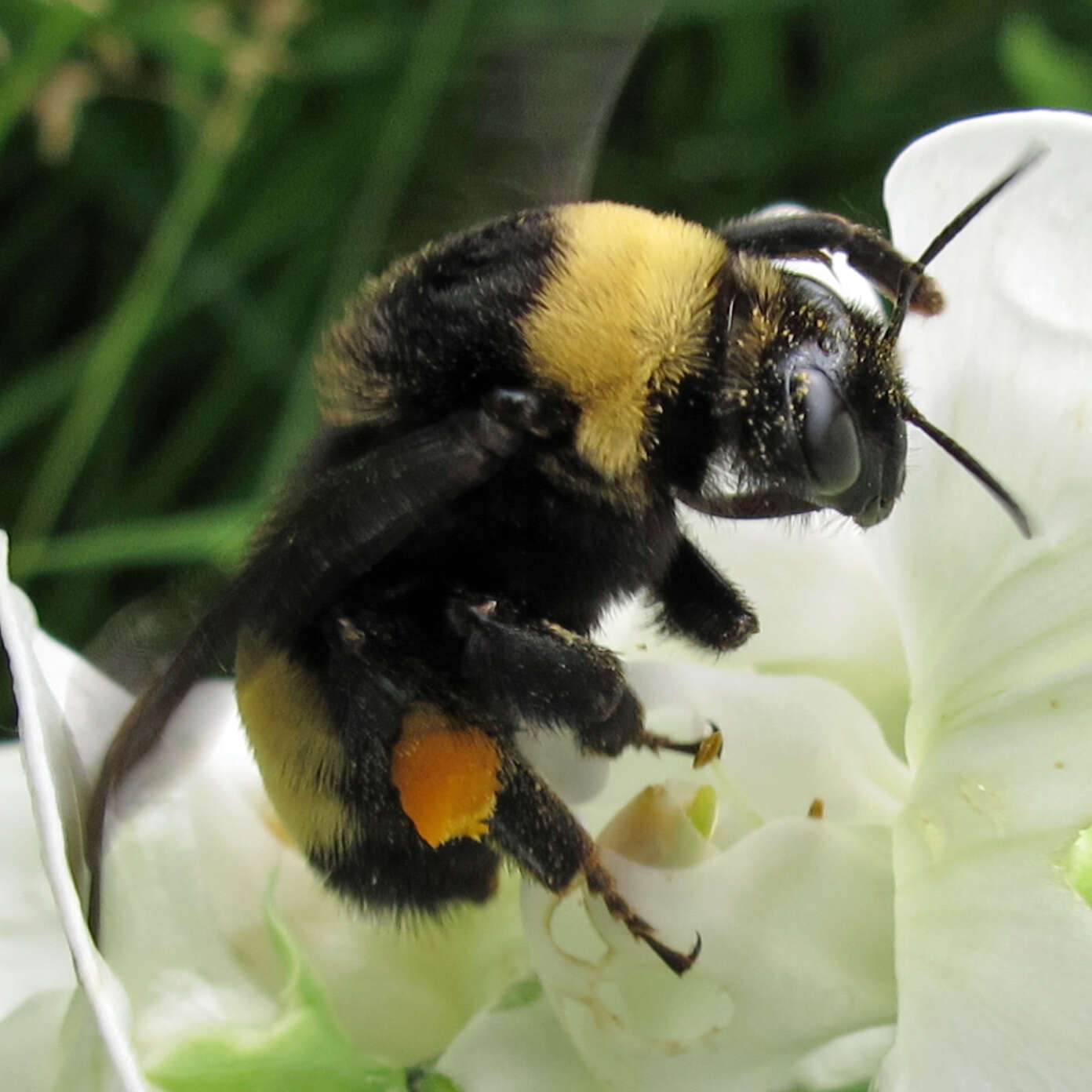 Image of Black and Gold Bumble bee