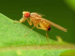 Image of vinegar flies