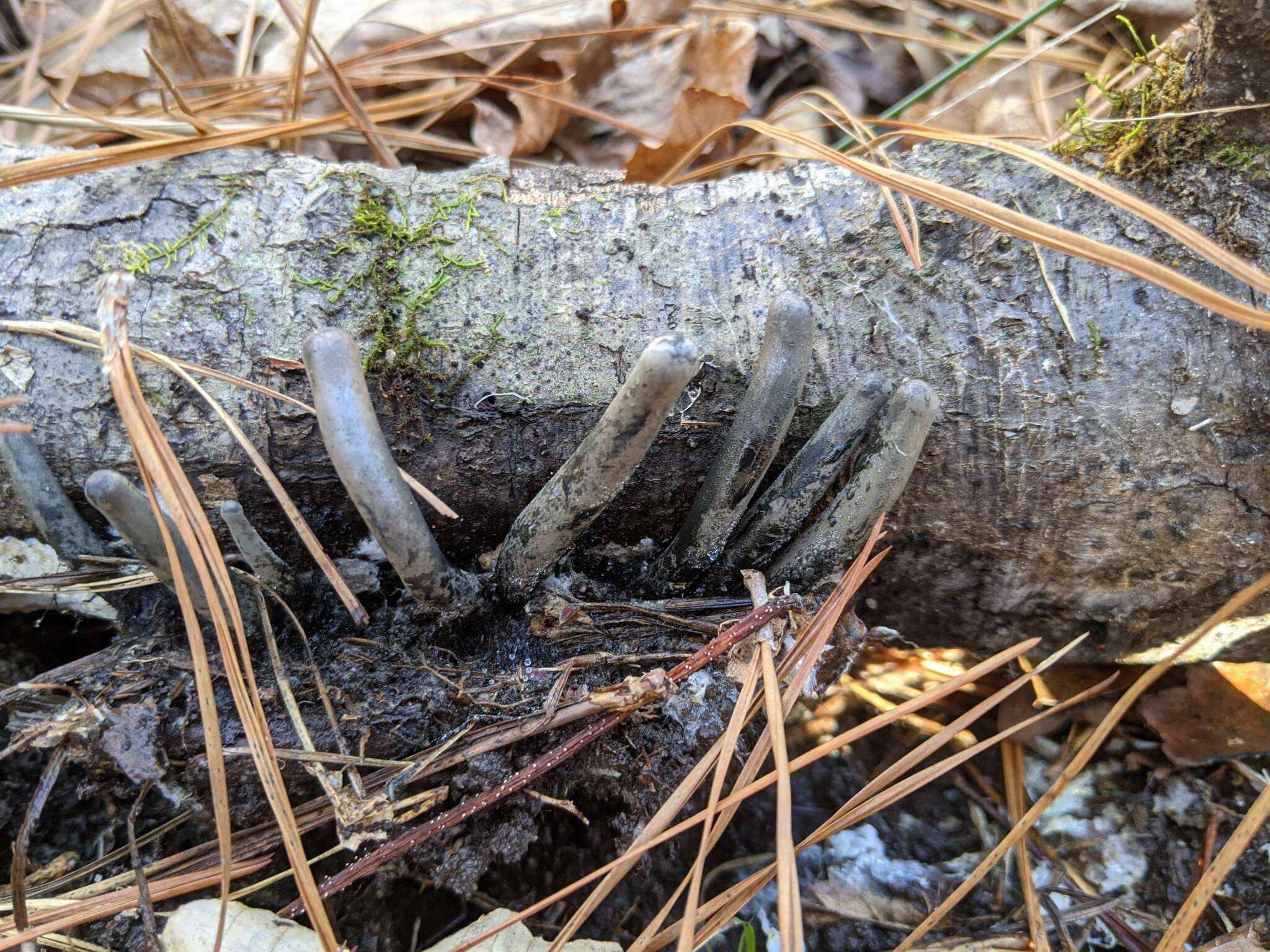 Imagem de Xylaria polymorpha (Pers.) Grev. 1824