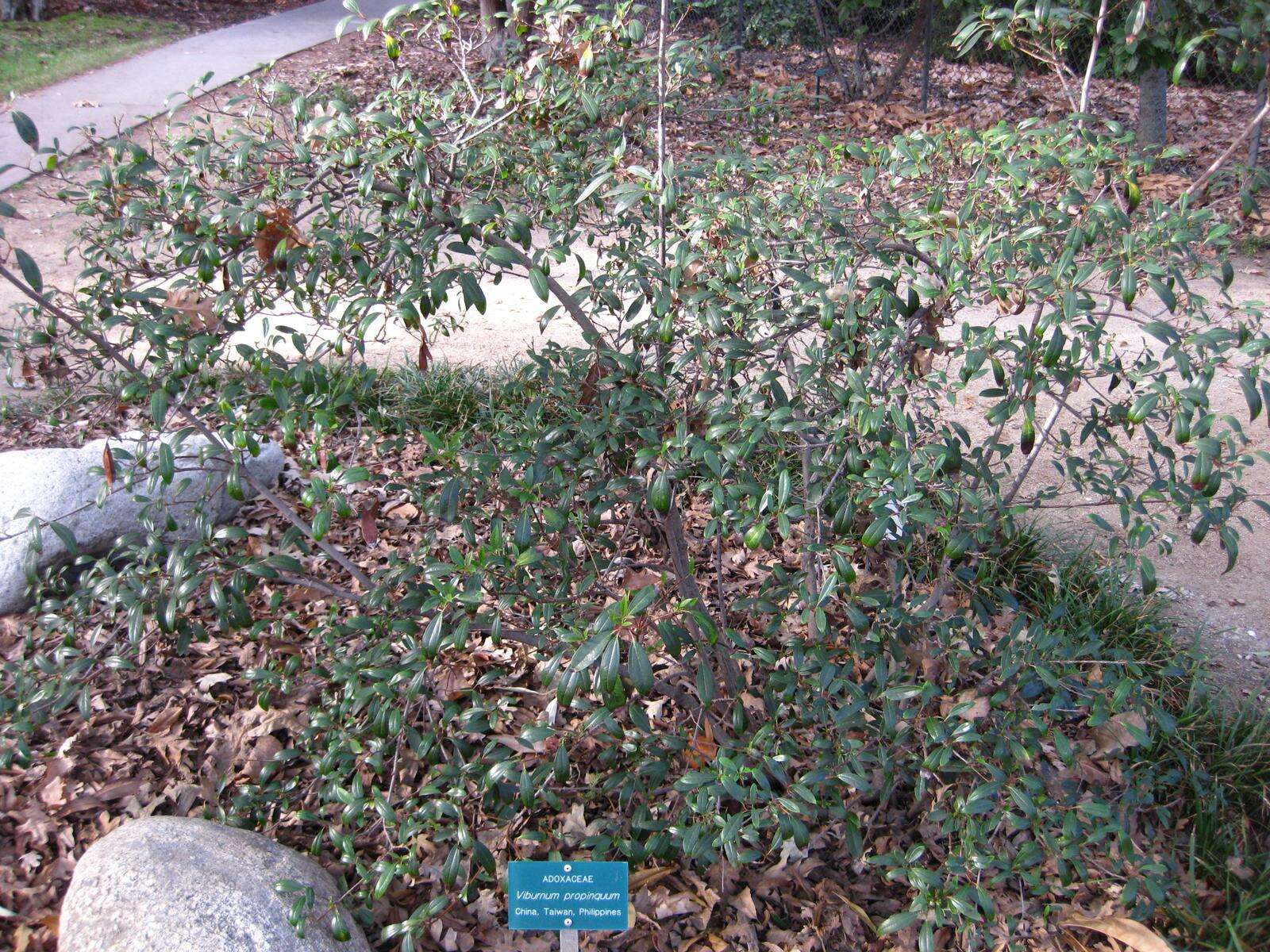 Image of Viburnum propinquum Hemsl.