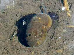 Image of Great Ram's Horn Snail